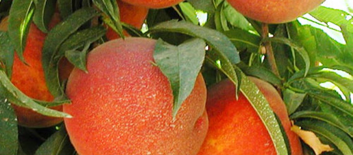 peaches-variety